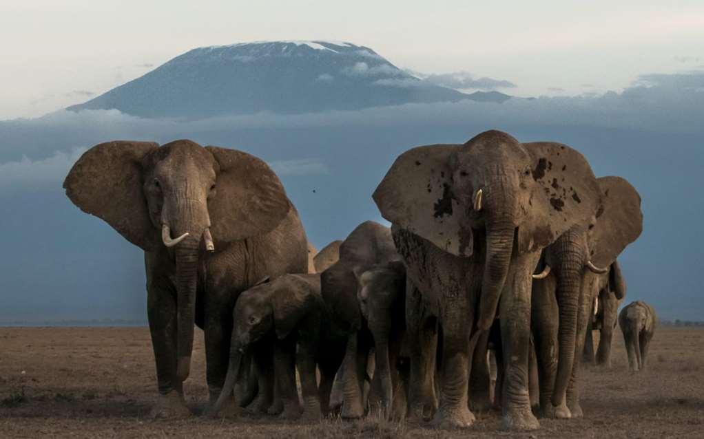 Amboseli Serena Safari Lodge 设施 照片