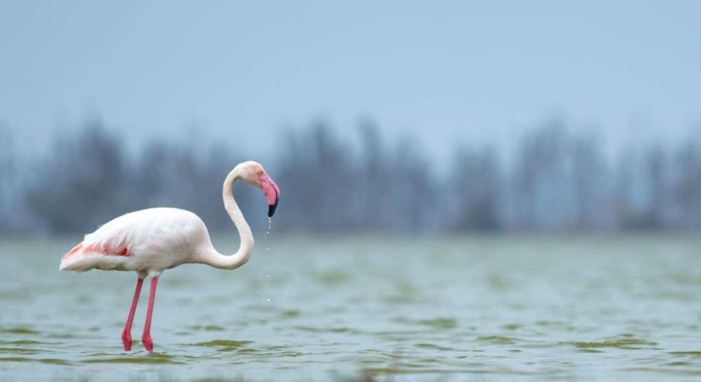 Amboseli Serena Safari Lodge 设施 照片